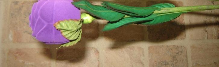 Rose dans une boîte à bijoux, cadeau de Saint-Valentin, Maison & Meubles, Accessoires pour la Maison | Plantes & Fleurs artificielles