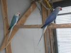 onverwant koppel kweekrijpe halsbanden, Dieren en Toebehoren, Meerdere dieren, Parkiet, Geringd