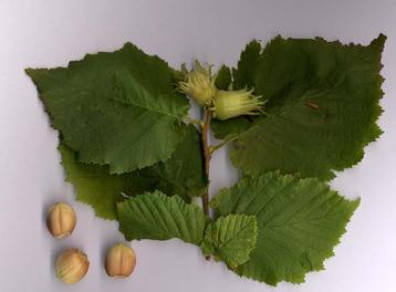 Hazelaar Corylus avellana