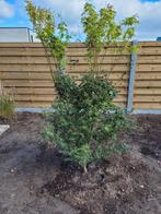 2 japanse esdoorns meerstammig 1,5 hoog., Tuin en Terras, Ophalen, Esdoorn, Struik, 100 tot 250 cm