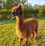 Alpaca merrie Xina, Dieren en Toebehoren, Overige Dieren, Vrouwelijk