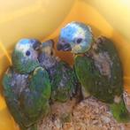 3 baby Geelschouder-blauwvoorhoofd-amazone-papegaaien., Dieren en Toebehoren, Vogels | Parkieten en Papegaaien, Geslacht onbekend
