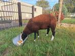 Zwartbles schapen, Mannelijk, Schaap, 0 tot 2 jaar