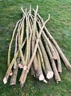 Knotwilgpoten Salix Alba, Enlèvement