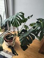 monstera deliciosa , 70 cm hoog, incl bloempot, Huis en Inrichting, Ophalen
