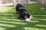 Golden cocker retriever pups (reutje), België, Overige rassen, CDV (hondenziekte), 8 tot 15 weken