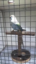 Halsband parkieten poppen, Geringd