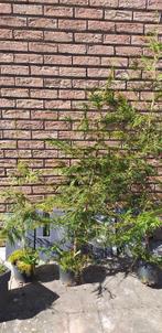 3 levensbomen thuja "brabant" waarvan 2 van 1m70, Tuin en Terras, Ophalen, Conifeer, Haag, 100 tot 250 cm