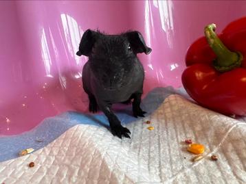 Skinny cavia zeugje beschikbaar voor biedingen