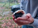 2 baby cavia's mogen het nest verlaten, Dieren en Toebehoren