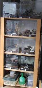 Terrariums avec araignées, Animaux & Accessoires, Insectes & Araignées, Araignée ou Scorpion