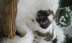 Shih Tzu pups, CDV (hondenziekte), Meerdere, 8 tot 15 weken, Meerdere dieren