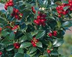 Ilex mes. 'Heckenfee', Tuin en Terras, Planten | Struiken en Hagen, Ophalen, Buxus