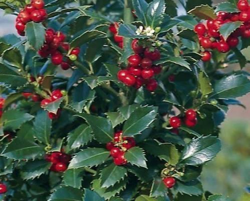 Ilex mes. 'Heckenfee', Tuin en Terras, Planten | Struiken en Hagen, Buxus, Ophalen
