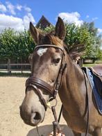D-pony, leuk projectje met karakter en potentieel!, Dieren en Toebehoren, Pony's, Merrie, B, D pony (1.37m tot 1.48m), 7 tot 10 jaar