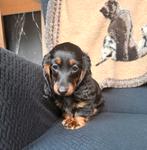 Teckel langharig reutje, Dieren en Toebehoren, Kaninchen, Parvo, België, Reu