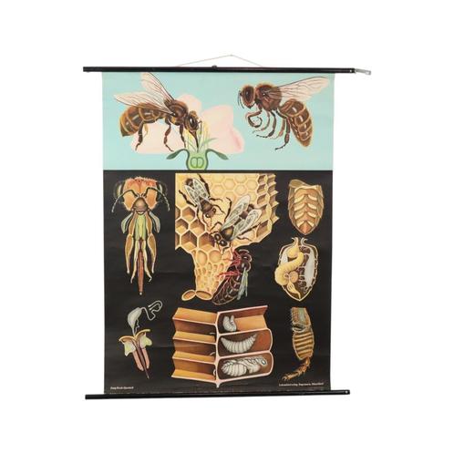 Grote Vintage Schoolkaart De Honingbij Jung Koch Quentell, Antiek en Kunst, Antiek | Schoolplaten, Natuur en Biologie, Ophalen of Verzenden