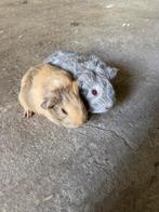 2 langharige cavia broertjes, Dieren en Toebehoren, Knaagdieren, Juli, Mannelijk, Cavia