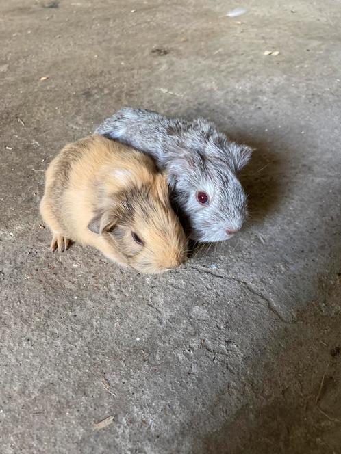 2 langharige cavia broertjes, Dieren en Toebehoren, Knaagdieren, Mannelijk, Cavia, Juli