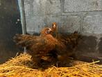 Brahma kippen Goudpatrijs, Dieren en Toebehoren, Pluimvee, Meerdere dieren, Kip