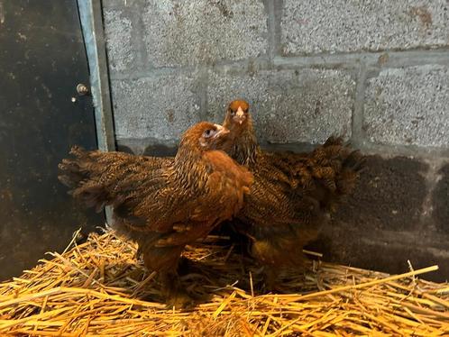Brahma kippen Goudpatrijs, Dieren en Toebehoren, Pluimvee, Kip, Meerdere dieren
