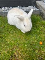 konijn met een kooi, Dieren en Toebehoren, Juli, Vrouwelijk