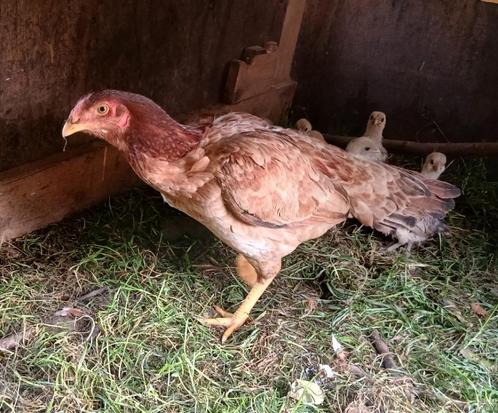 Een jonge kip van een vechtkippenras, Dieren en Toebehoren, Pluimvee, Kip, Vrouwelijk