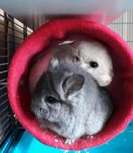 Fleece hangmatjes, tunnels, hooizakjes,... voor chinchilla's, Animaux & Accessoires, Rongeurs, Chinchilla