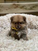 Prachtige dwergkeeshond pups, Dieren en Toebehoren, Parvo, België, Keeshond, 8 tot 15 weken