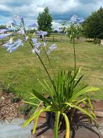 Agapanthus paars en wit, Tuin en Terras, Planten | Tuinplanten, Ophalen