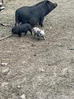 Gottinger varkens, Dieren en Toebehoren, Meerdere dieren, Varken