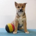 Shiba Inu - Prachtige Belgish pups te koop, België, CDV (hondenziekte), 8 tot 15 weken, Meerdere