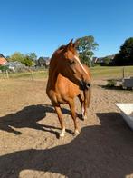 Leuke merrie zoekt nieuwe thuis, Dieren en Toebehoren, Merrie, Gechipt, 160 tot 165 cm, 11 jaar of ouder