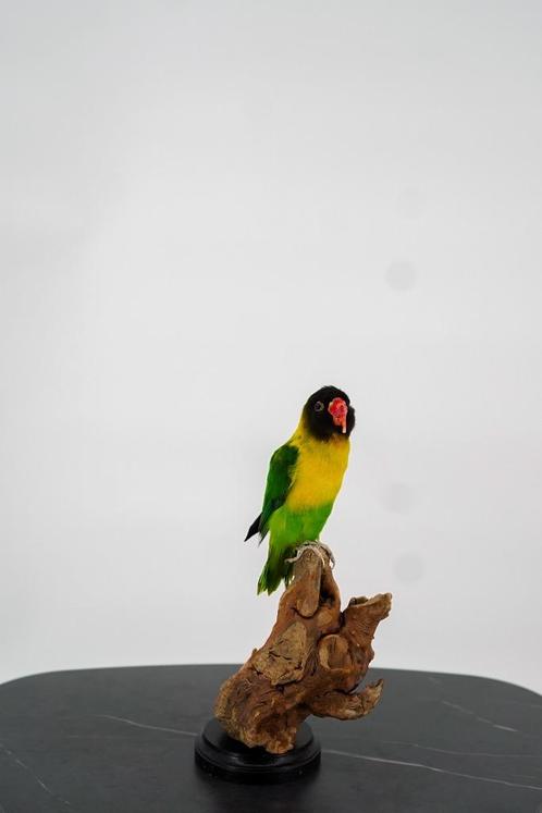 Opgezette Zwartmaskeragapornis - Wildernis Atelier, Verzamelen, Dierenverzamelingen, Nieuw, Opgezet dier, Vogel, Ophalen of Verzenden
