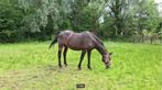 merrie te koop, Dieren en Toebehoren, Paarden, Merrie, Gechipt