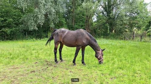 merrie te koop, Dieren en Toebehoren, Paarden, Merrie, Met stamboom, Gechipt, Ontwormd, Ingeënt