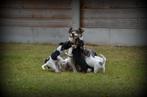 Jack Russell pups, Dieren en Toebehoren, Honden | Jack Russells en Terriërs, België, Jack Russell Terriër, CDV (hondenziekte)