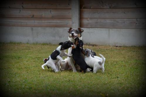 Jack Russell pups, Dieren en Toebehoren, Honden | Jack Russells en Terriërs, Meerdere dieren, Jack Russell Terriër, Fokker | Professioneel