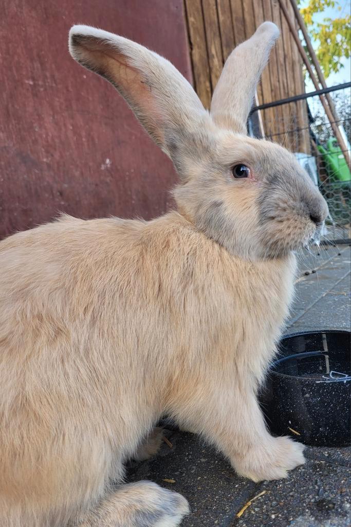 Vlaamse X Duitse reus, Dieren en Toebehoren, Konijnen