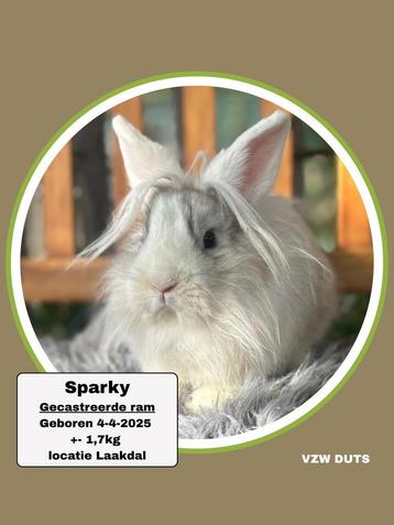 TER ADOPTIE GECASTREERDE RAM beschikbaar voor biedingen