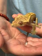 Wimper gekko mannetje, Dieren en Toebehoren, Reptielen en Amfibieën, Overige soorten, Met terrarium, 3 tot 6 jaar