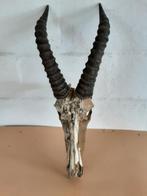 springbokschedel, Verzamelen, Ophalen, Zo goed als nieuw, Wild dier, Schedel