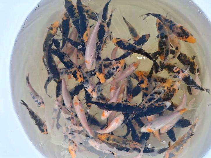 C kwaliteit baby koi, Dieren en Toebehoren, Vissen | Vijvervissen