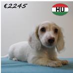 Langharige Dwerg Teckel pups - Te koop, Dieren en Toebehoren, 15 weken tot 1 jaar, Handelaar, Buitenland, CDV (hondenziekte)