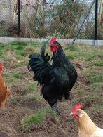 Australorp haan, Dieren en Toebehoren, Kip