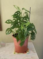 Plante Monstera Adansonii, Huis en Inrichting, Kamerplanten, Ophalen, Overige soorten, Halfschaduw, In pot