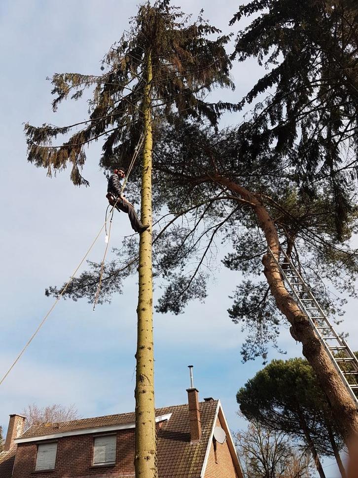 toute taille
tout type d'arbre
taille douce
taille sévère, Jardin & Terrasse, Plantes | Arbres, Enlèvement
