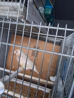 Goulds mutatie, Dieren en Toebehoren, Vogels | Kanaries