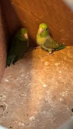 Forpus, Dieren en Toebehoren, Vogels | Parkieten en Papegaaien