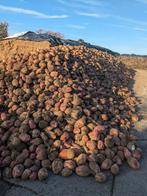 Voederbieten, Ophalen of Verzenden